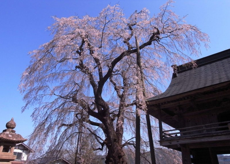 円正寺のしだれ桜