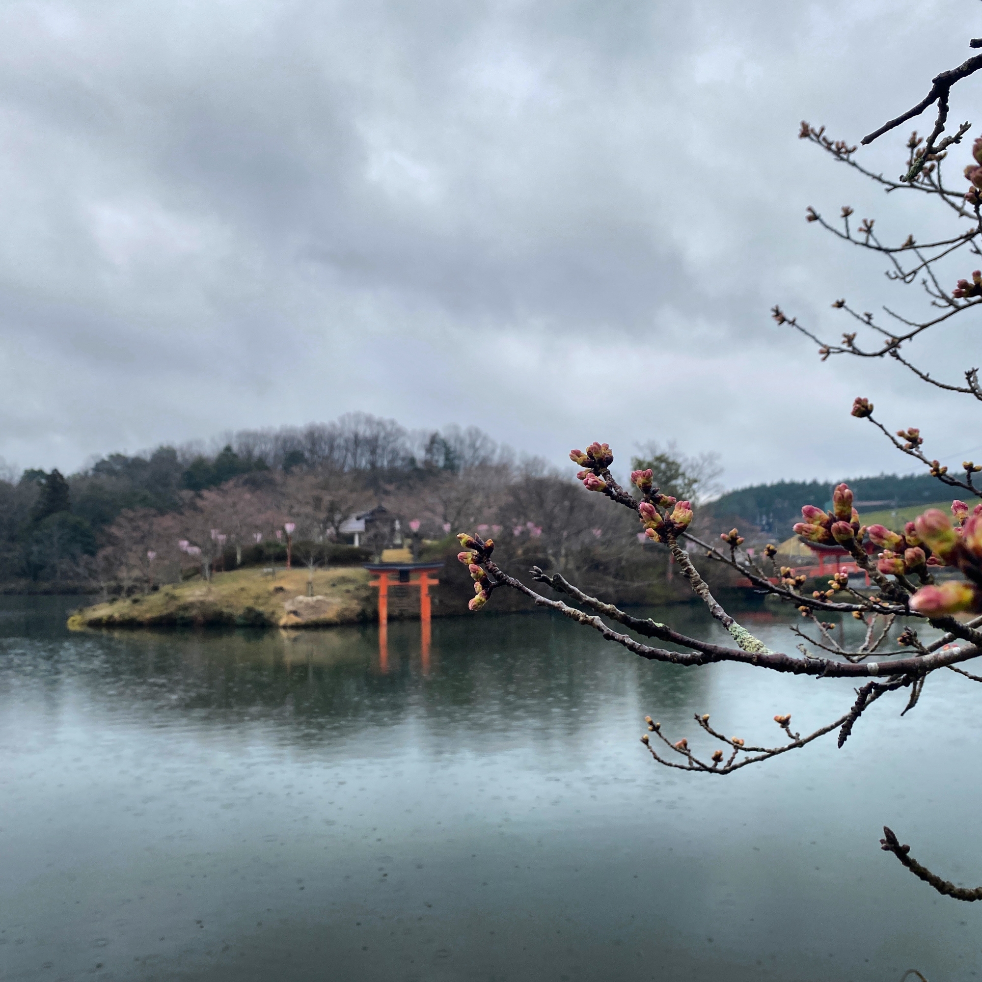 上野公園の桜 21年 庄原観光ナビ 公式 広島県庄原市観光情報サイト