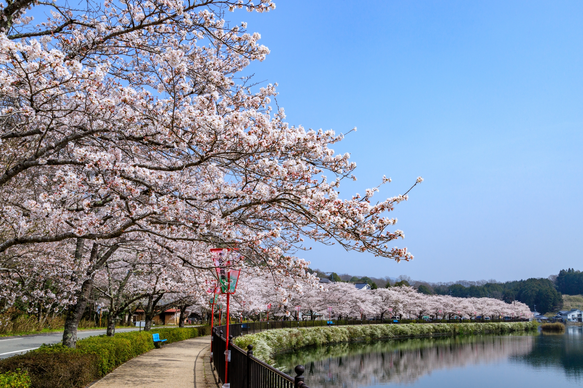 庄原市内　桜の開花情報