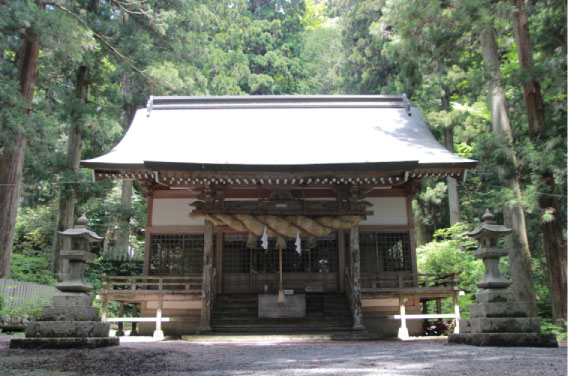 熊野神社・老杉