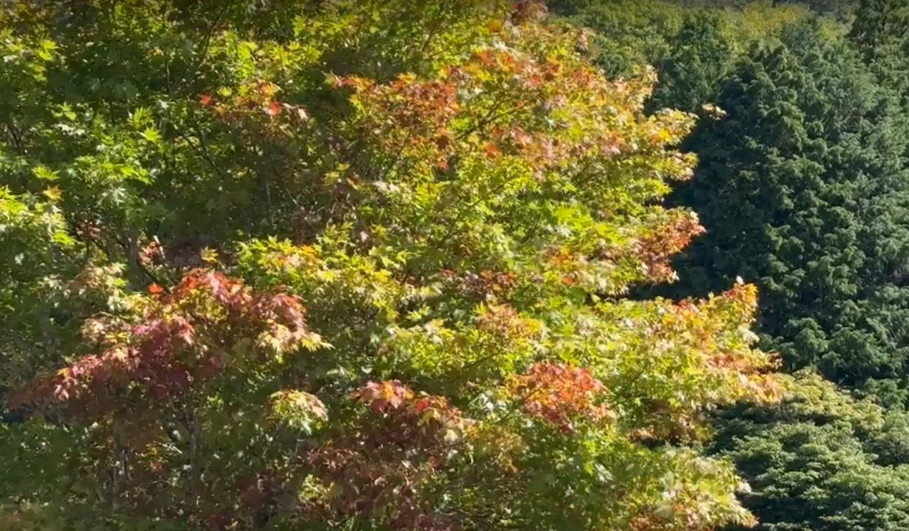 見どころ
標高1,200メートル級の山々が連なり、比婆山御陵付近は国指定天然記念物のブナ純林に覆われています。
気象状況により、変動することがありますので、予めご了承ください。

アクセス
ひろしま県民の森公園センターまで
庄原ICから約40分　東城ICから約40分