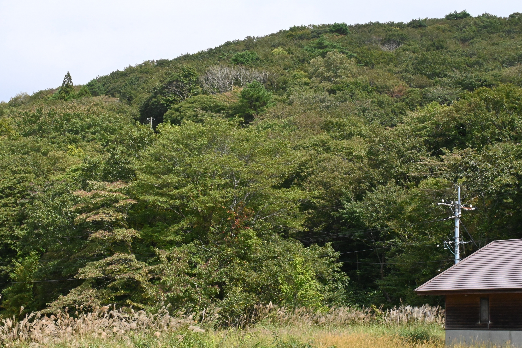 見どころ
日本三百名山のひとつ。田中澄江著『新花の百名山』の中にも取り上げられています。
山頂からの360度の眺望、牧場跡の石塁、たたら製鉄の水源として造られた大池などがあります。
※気象状況により、変動することがありますので、予めご了承ください。
アクセス
庄原ICから月見が丘までお車で約45分
東城ICから月見が丘までお車で約30分