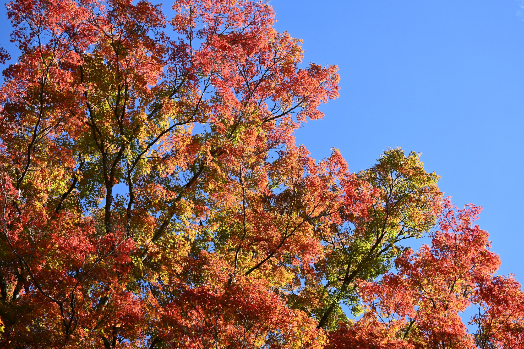 見どころ
「上市のイロハモミジ群」は，最大のものは胸高幹囲3.25ｍ，そのほか胸高幹囲2ｍを超えるものを9株も含み全国でも稀にみる大木群です。
※気象状況により、変動することがありますので、予めご了承ください。
アクセス
中国自動車道　庄原ＩＣからお車で約15分