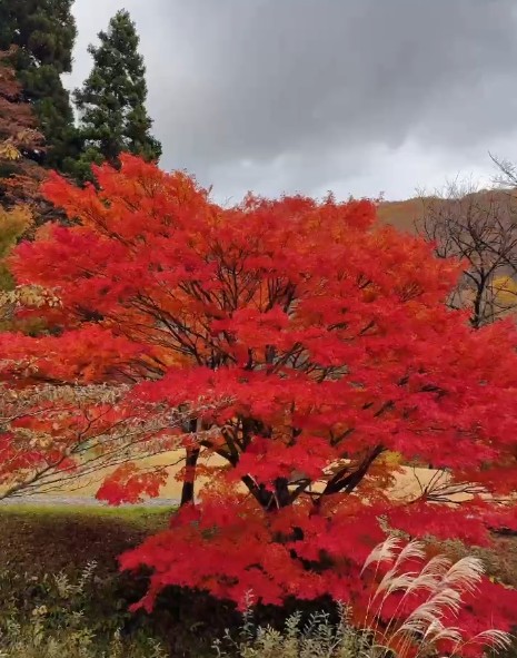 見どころ
標高1,200メートル級の山々が連なり、比婆山御陵付近は国指定天然記念物のブナ純林に覆われています。
気象状況により、変動することがありますので、予めご了承ください。

アクセス
ひろしま県民の森公園センターまで
庄原ICから約40分　東城ICから約40分