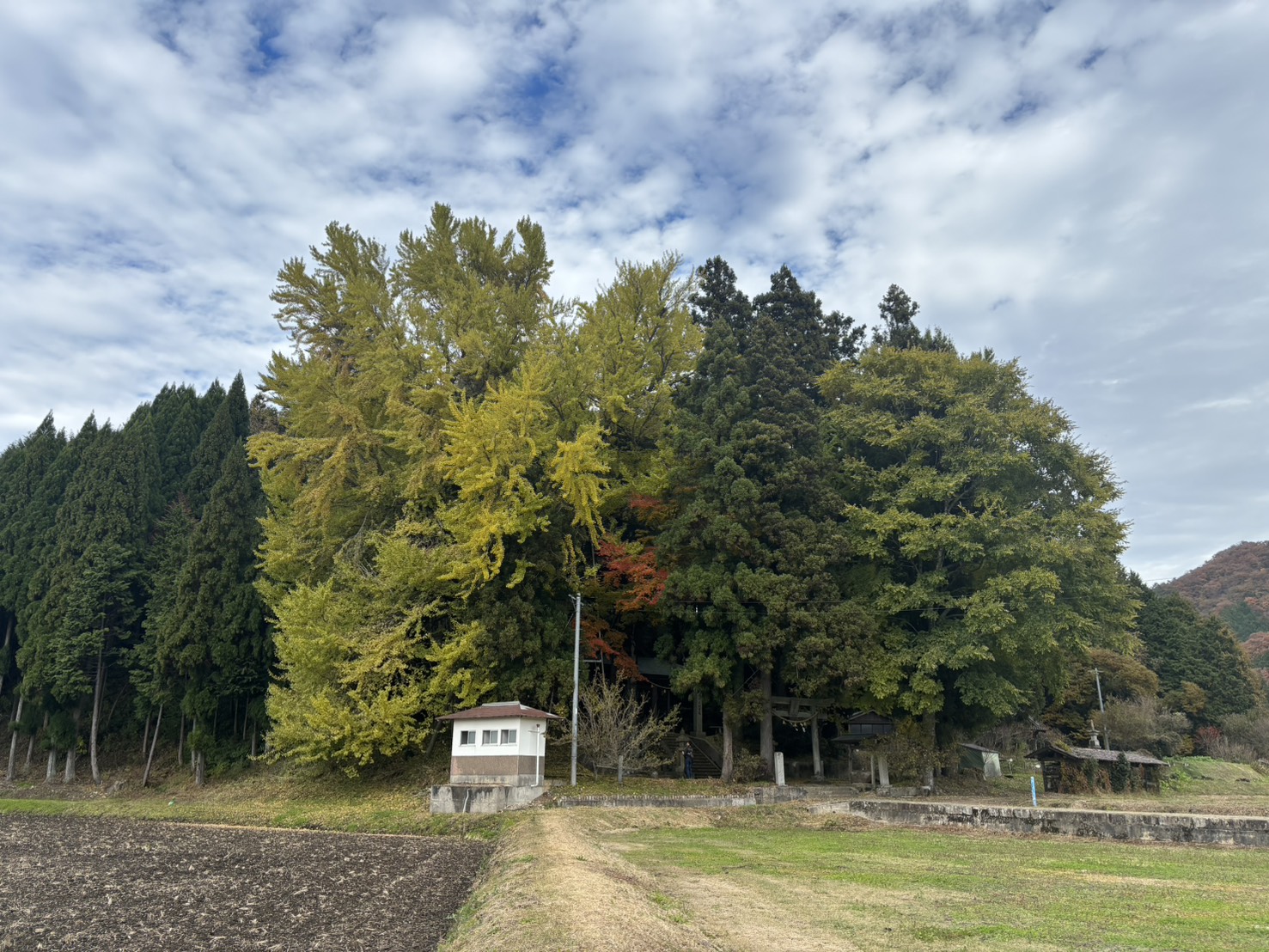 見どころ
天満神社の境内にある目通り幹囲9.6メートル、県下第1位のイチョウの巨樹です。天平元年（729年）、建御雷神（たけみかづちのかみ）をこの地に勧請したとき、神木として植えられたと伝えられております。主幹から乳と呼ばれる気根が垂れ下がり、県の天然記念物に指定されています。
※気象状況により、変動することがありますので、予めご了承ください。

アクセス
高野IC・道の駅たかの からお車で約8分