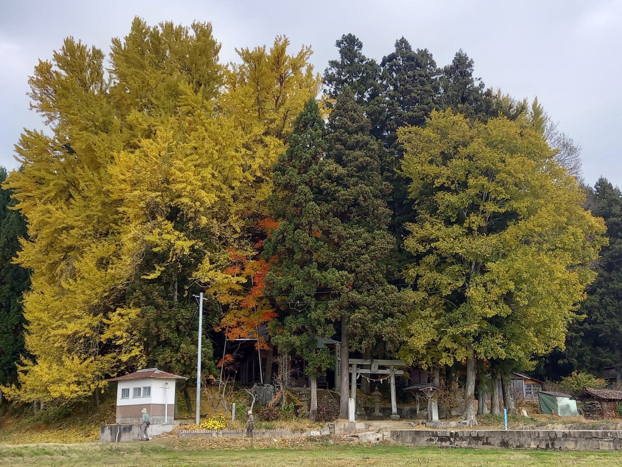 【写真：2022年11月11日撮影】

見どころ
天満神社の境内にある目通り幹囲9.6メートル、県下第1位のイチョウの巨樹です。天平元年（729年）、建御雷神（たけみかづちのかみ）をこの地に勧請したとき、神木として植えられたと伝えられております。主幹から乳と呼ばれる気根が垂れ下がり、県の天然記念物に指定されています。
※気象状況により、変動することがありますので、予めご了承ください。

アクセス
高野IC・道の駅たかの からお車で約8分