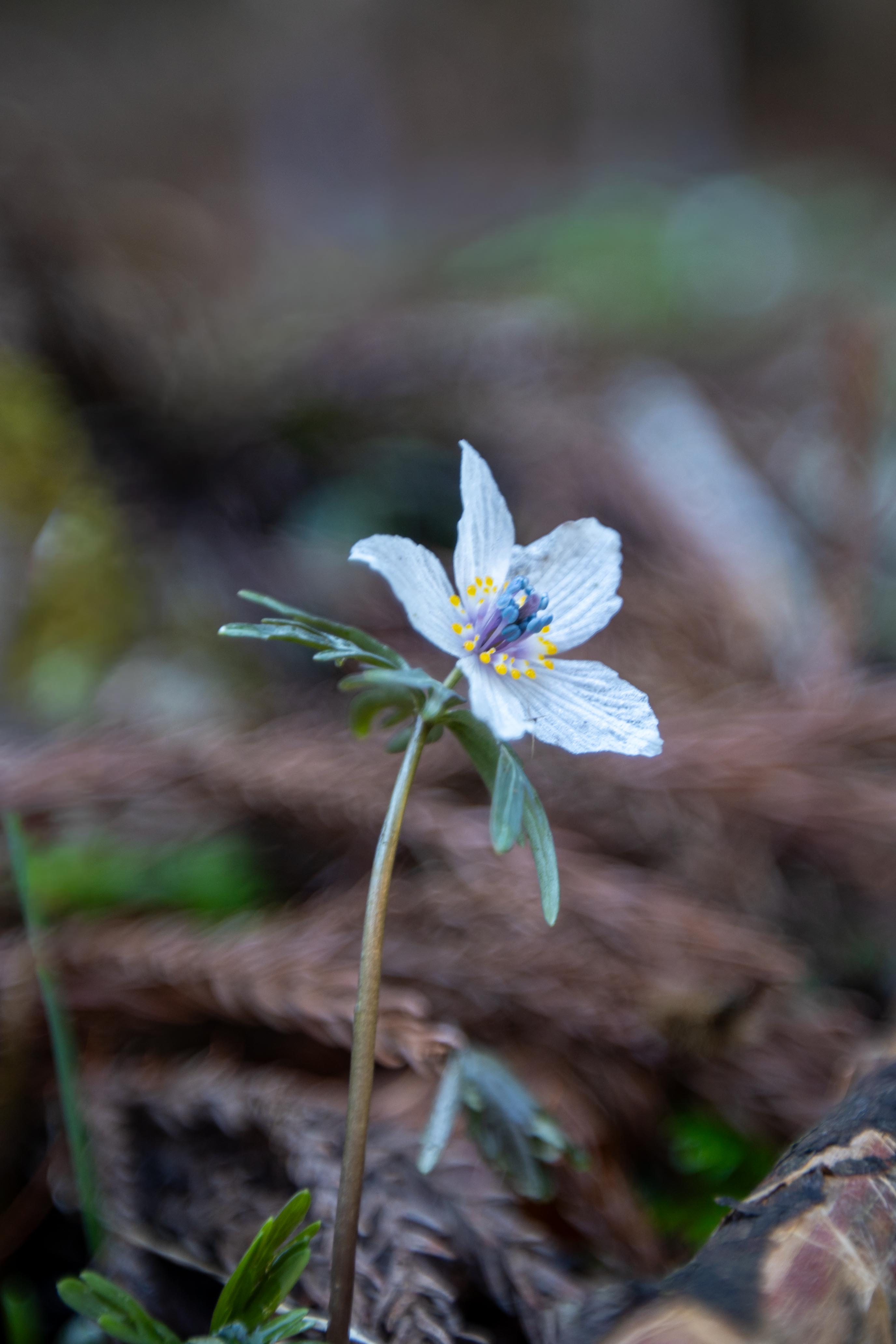 セツブンソウ開花情報|庄原観光ナビ 【公式】広島県庄原市観光情報サイト