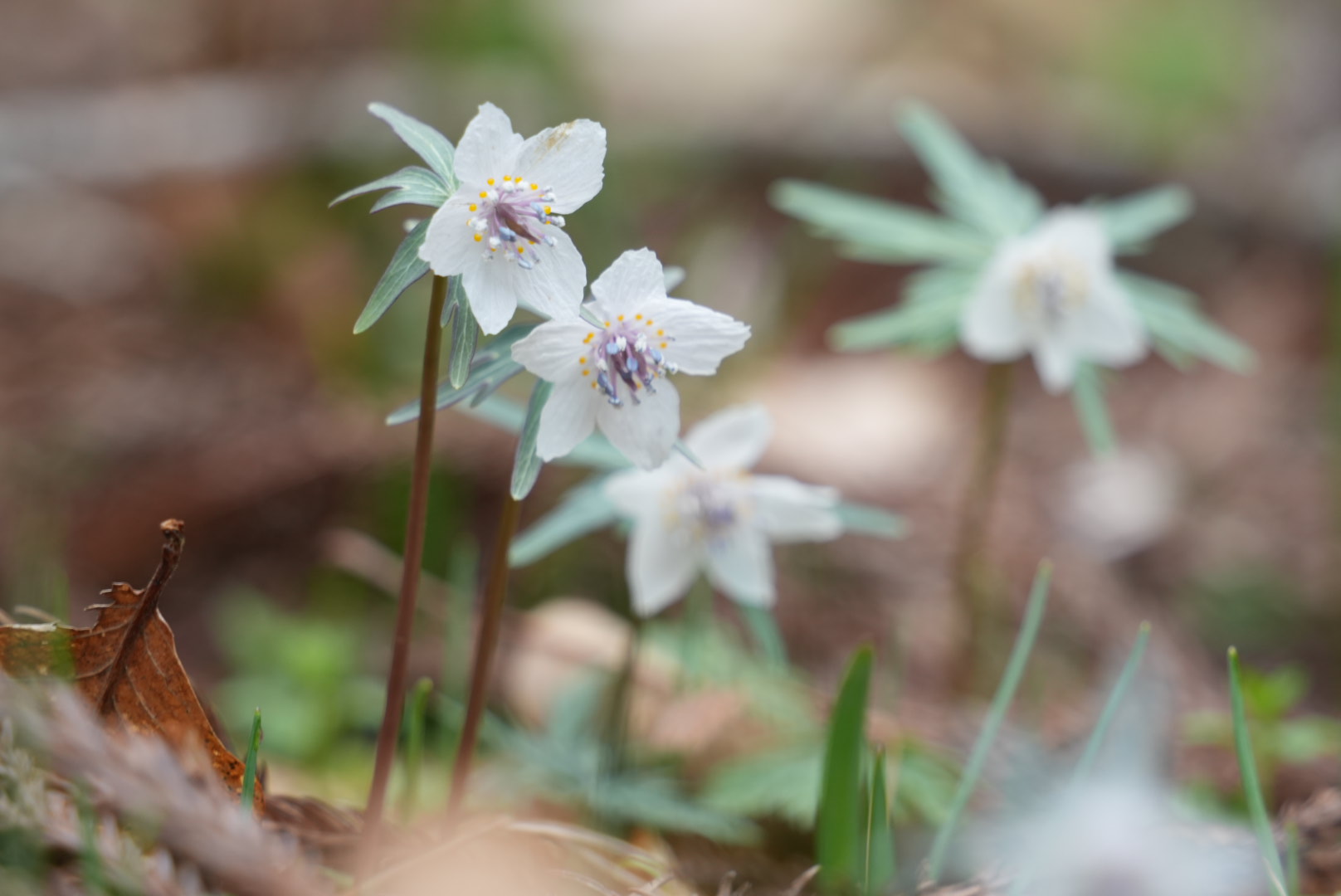 セツブンソウ開花情報|庄原観光ナビ 【公式】広島県庄原市観光情報サイト