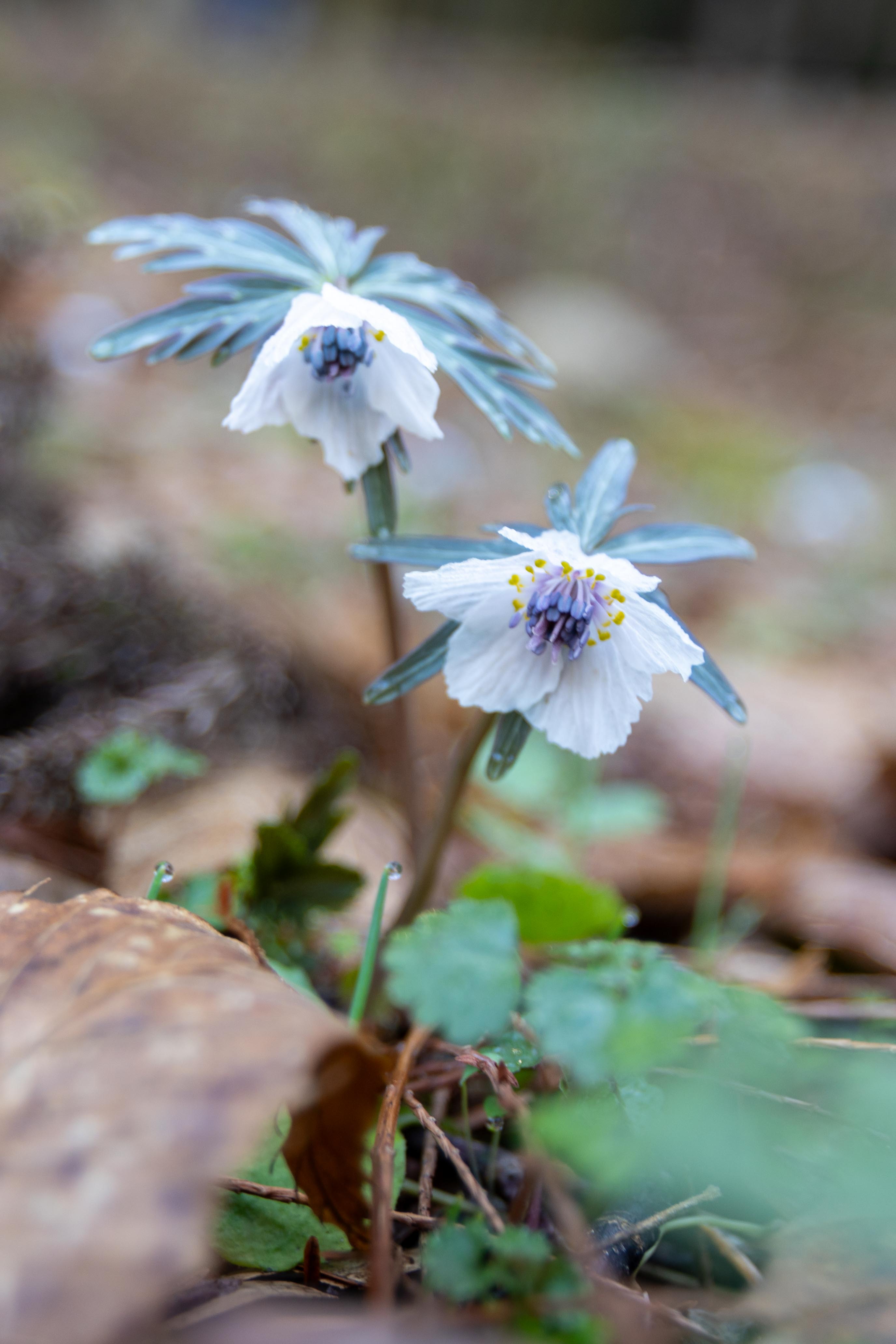 セツブンソウ開花情報|庄原観光ナビ 【公式】広島県庄原市観光情報サイト