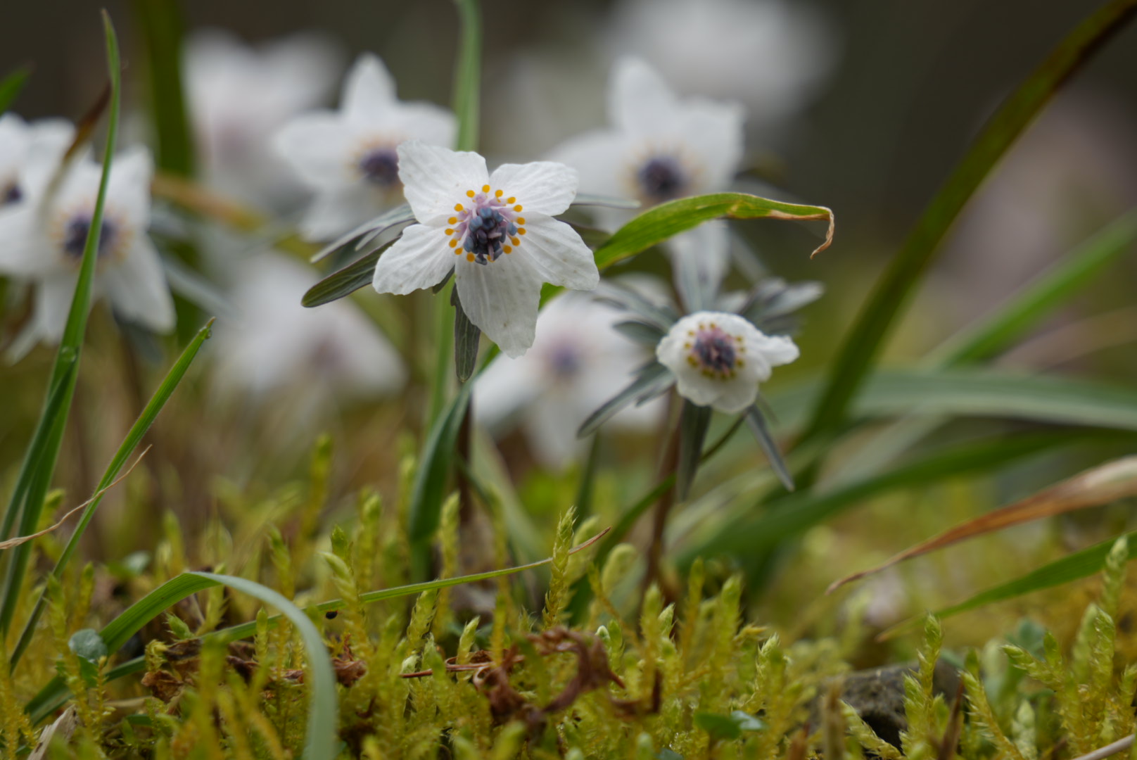 セツブンソウ開花情報|庄原観光ナビ 【公式】広島県庄原市観光情報サイト