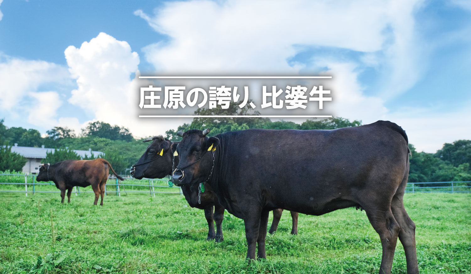 比婆牛