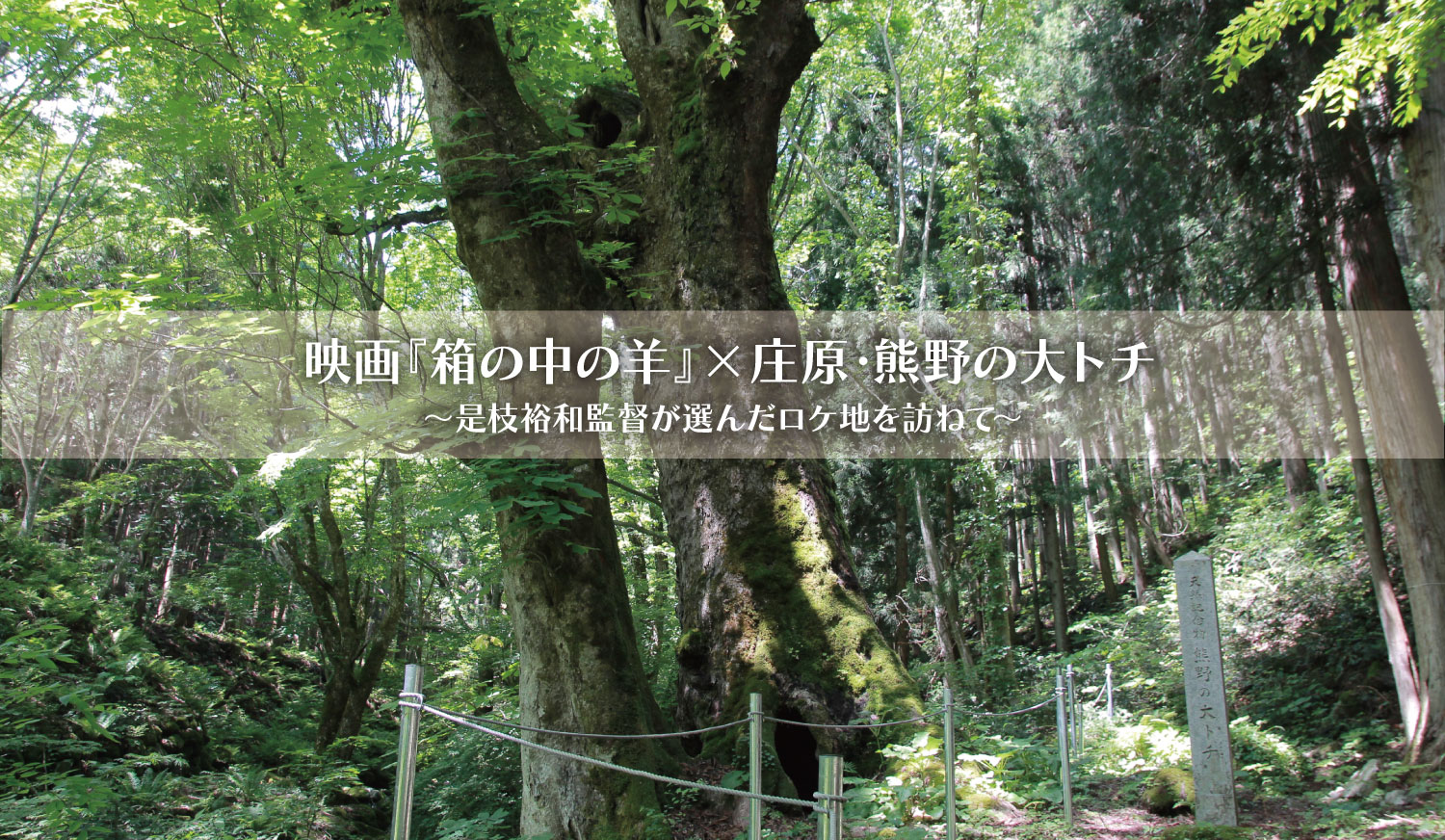 西城町・熊野の大トチ