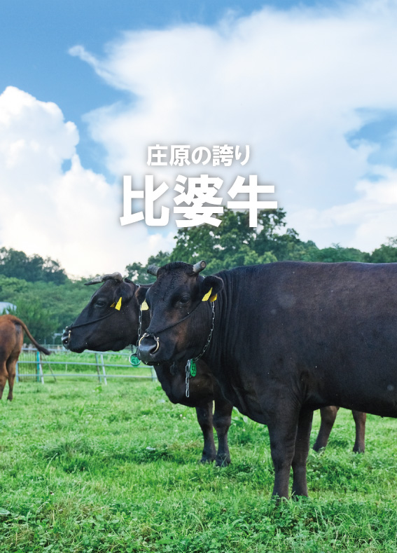 比婆牛