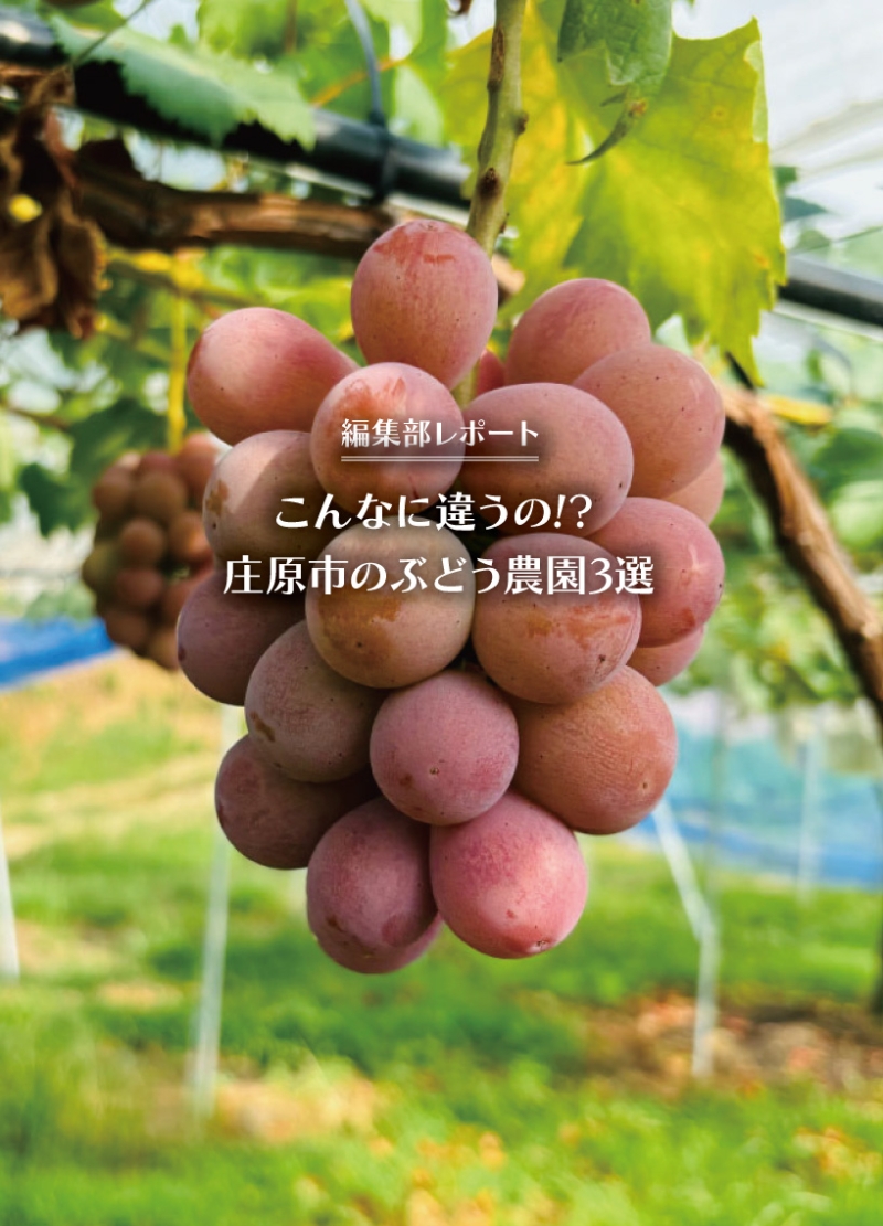 編集部レポート_庄原の葡萄3選