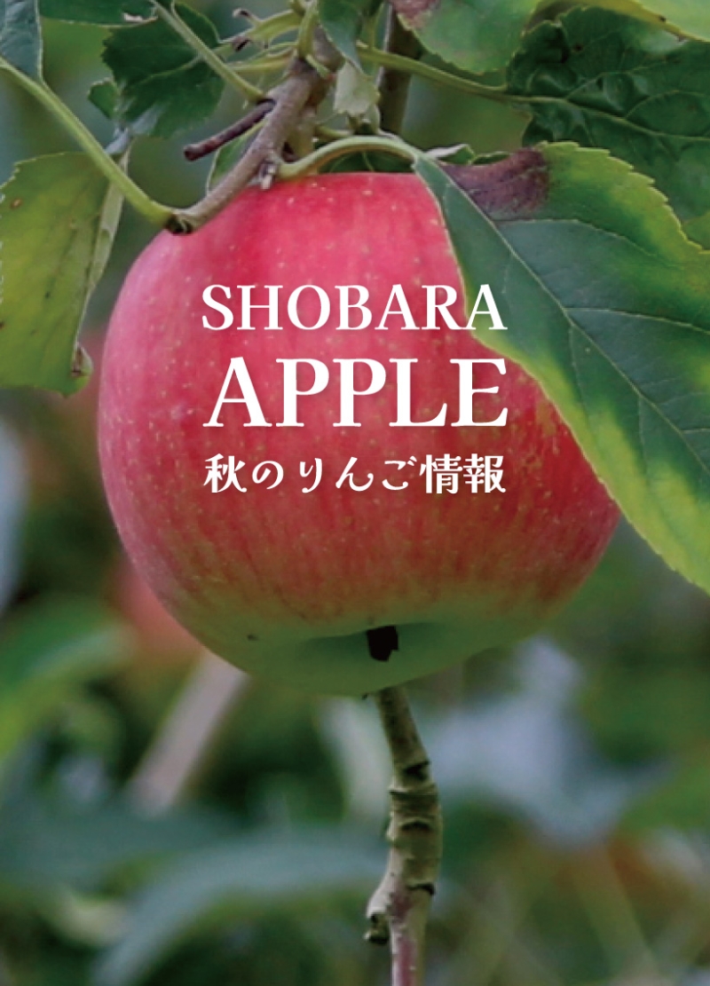 りんご情報
