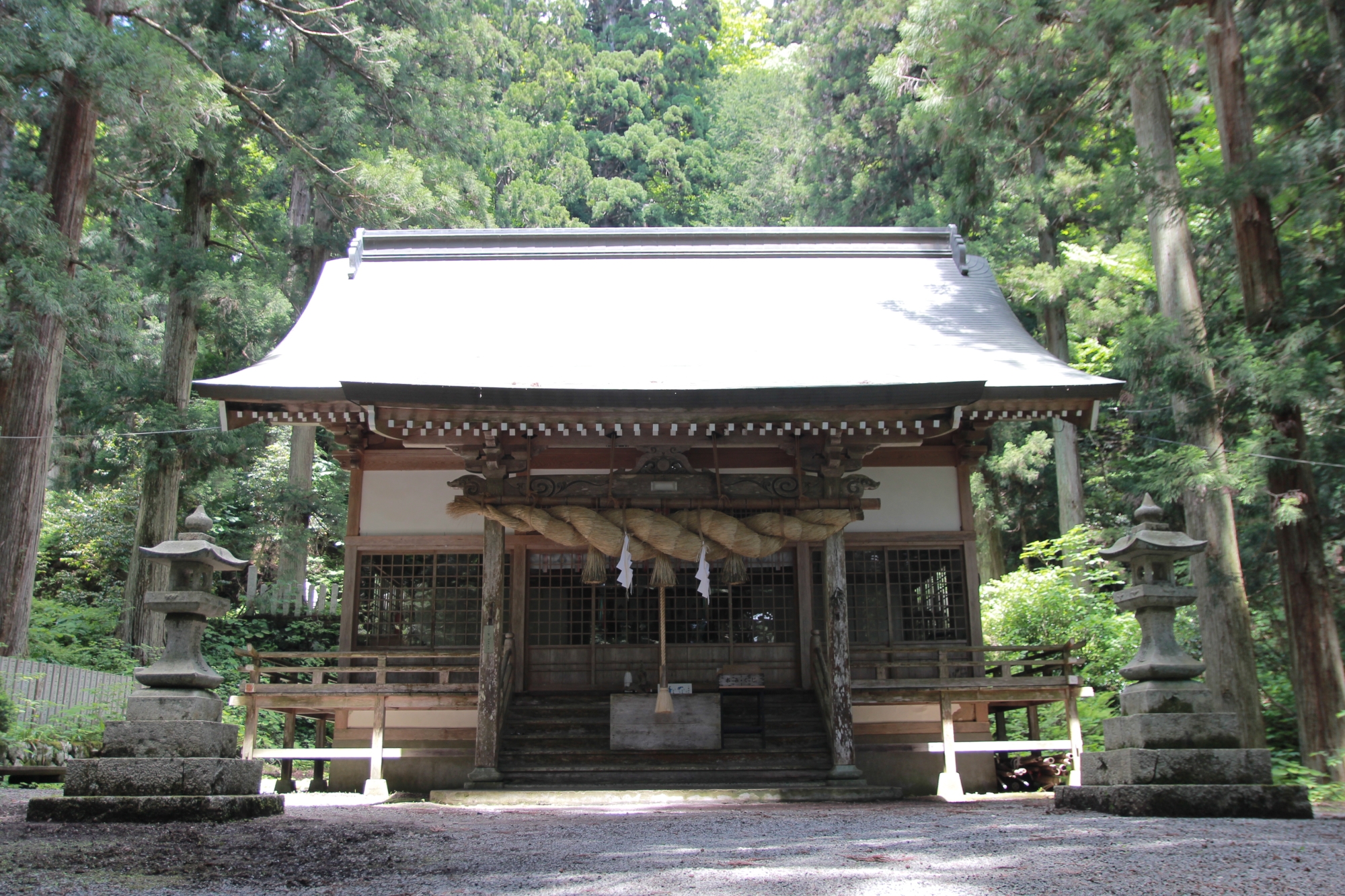 熊野神社・老杉
