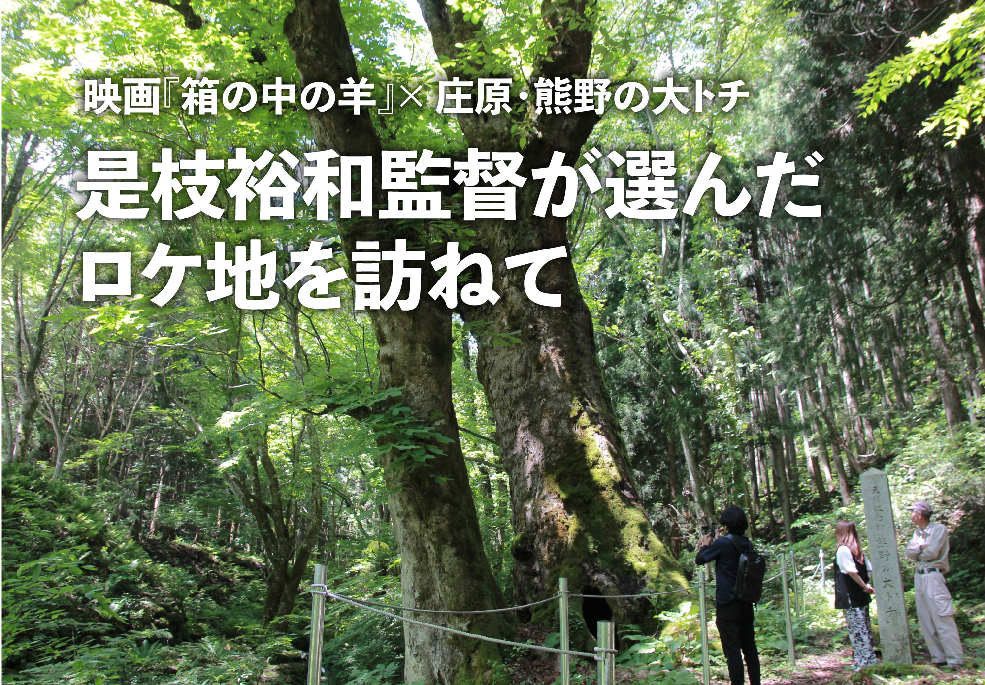 箱の中の羊×熊野の大トチ