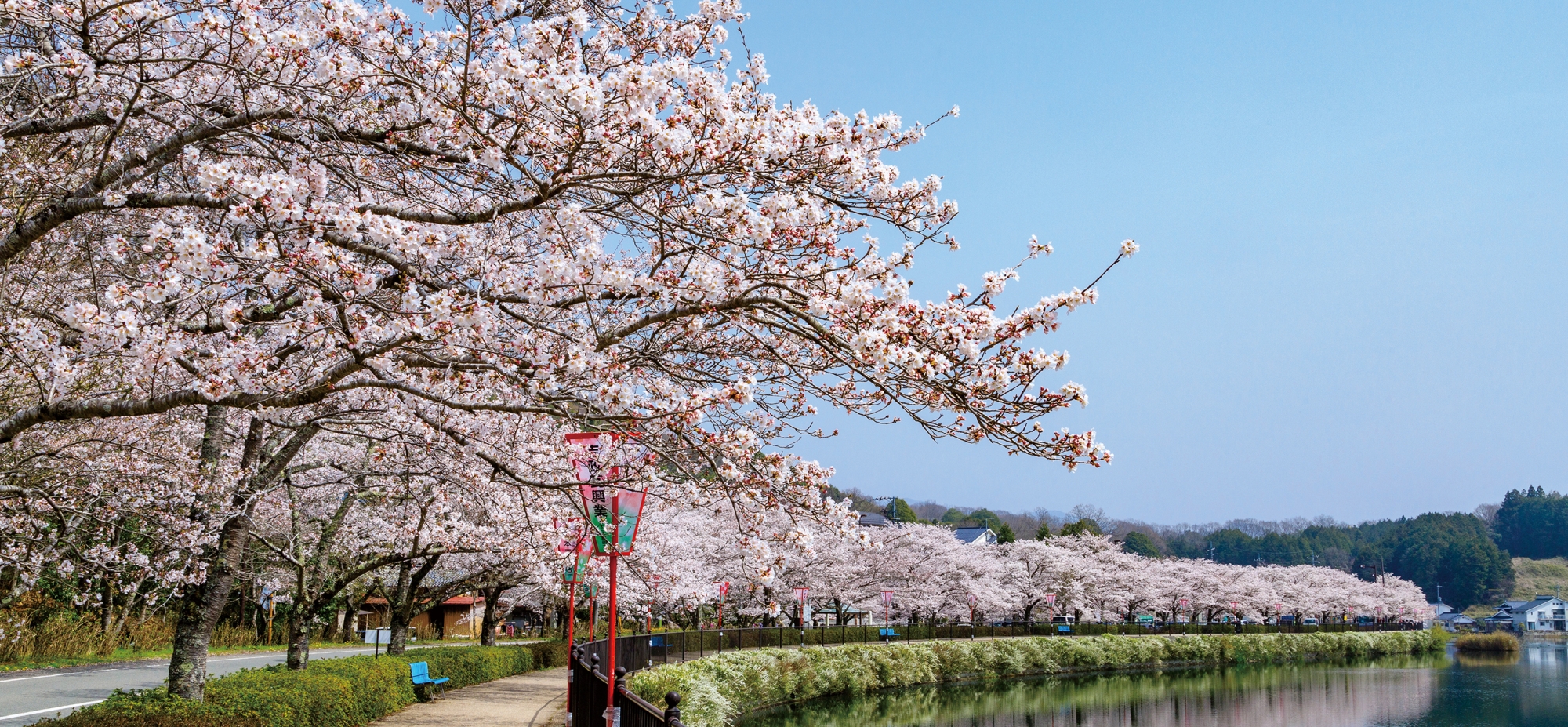 庄原市　桜開花状況