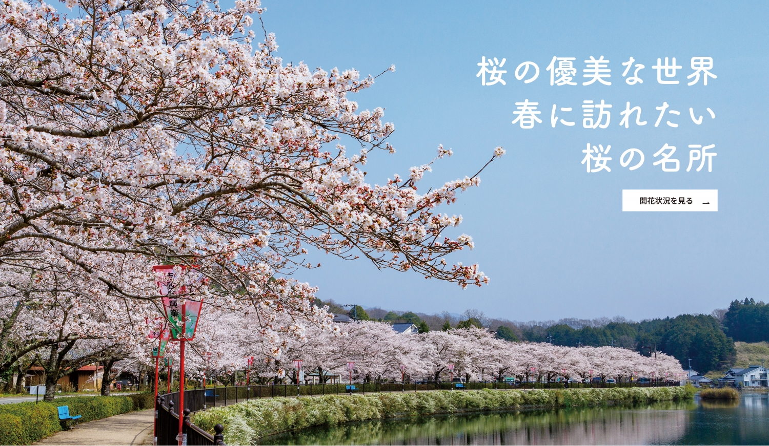 桜情報