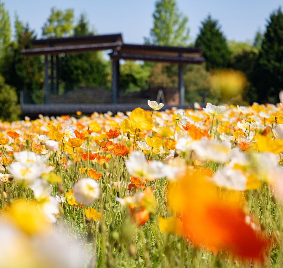 花の広場で「アイスランドポピー」他 色とりどりの花見頃！｜国営備北丘陵公園