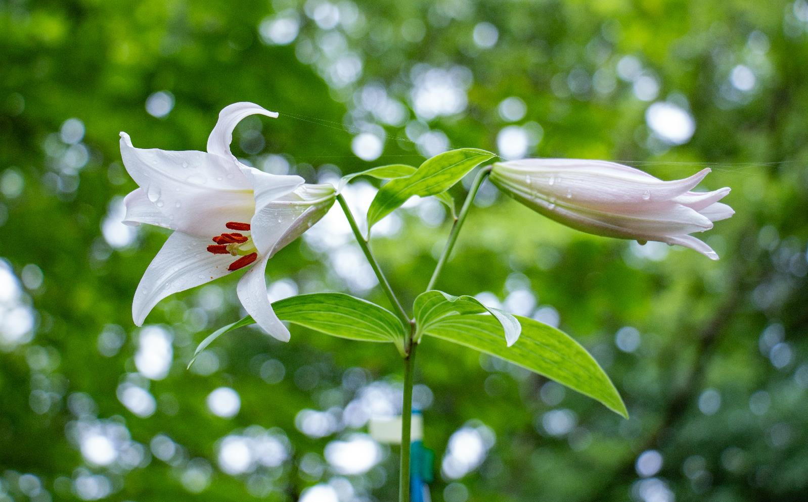 希少野生植物「ササユリ」 保全地公開!|国営備北丘陵公園