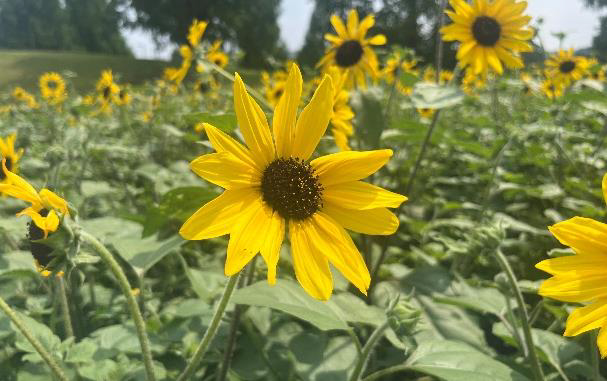 開花情報「ヒマワリ」咲き始め！｜国営備北丘陵公園