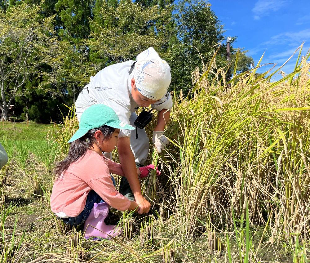 小さな農家さん、秋の大仕事！ 高保育所の園児が、稲刈りをします。｜国営備北丘陵公園
