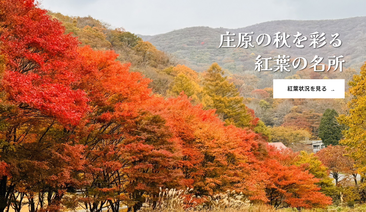 紅葉情報