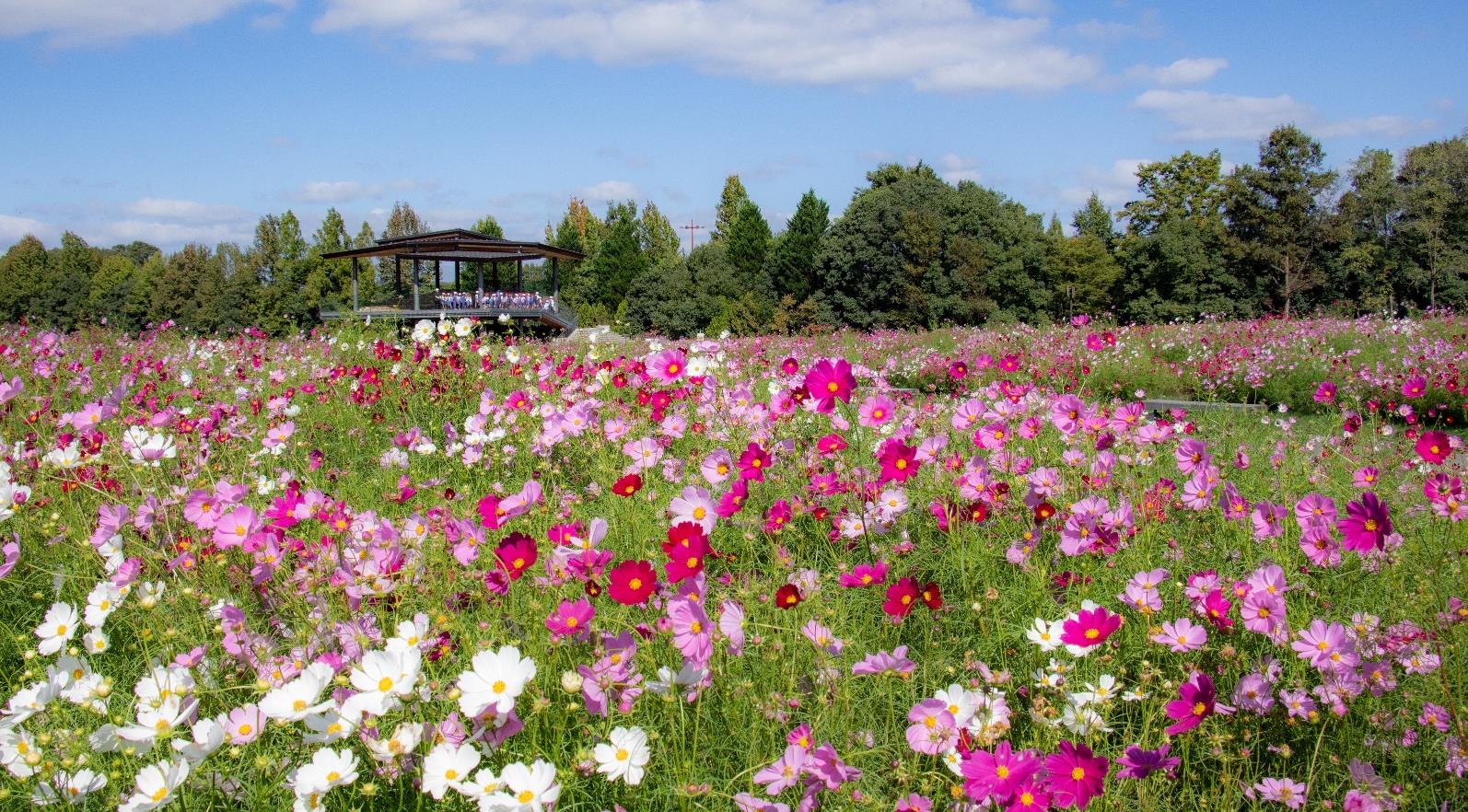 【開花情報】「コスモス」見頃!|国営備北丘陵公園
