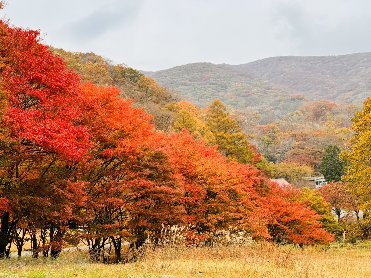 【庄原市の紅葉情報】4カ所で「見頃」になりました！