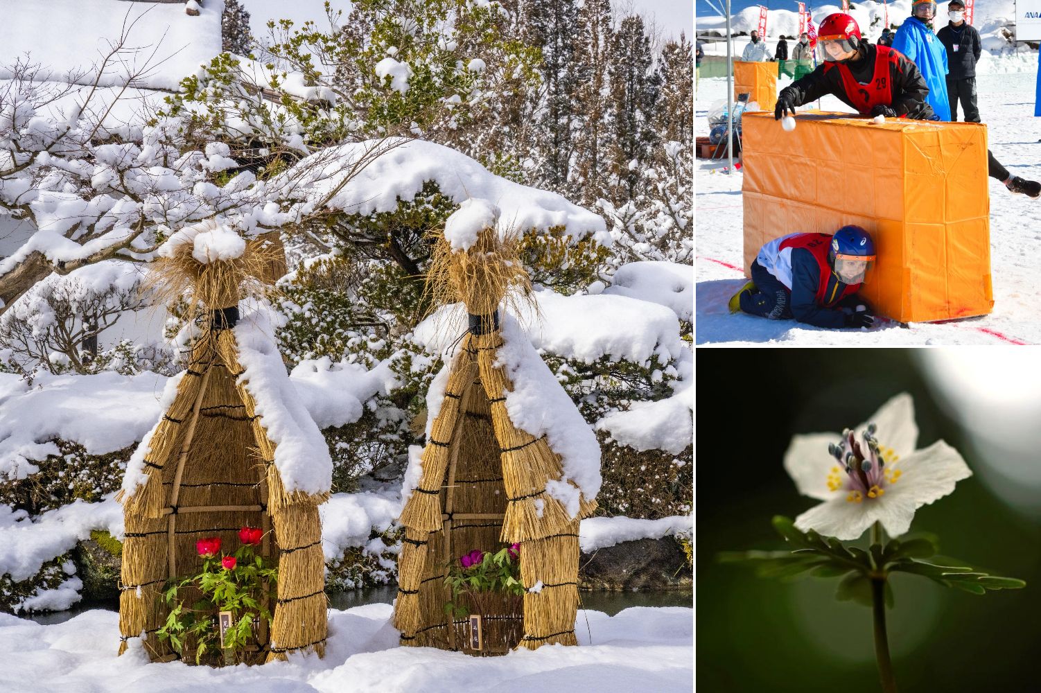 【2・3月】庄原のイベント＆祭り5選！雪合戦や冬咲きぼたんも【編集部レポート更新しました！】