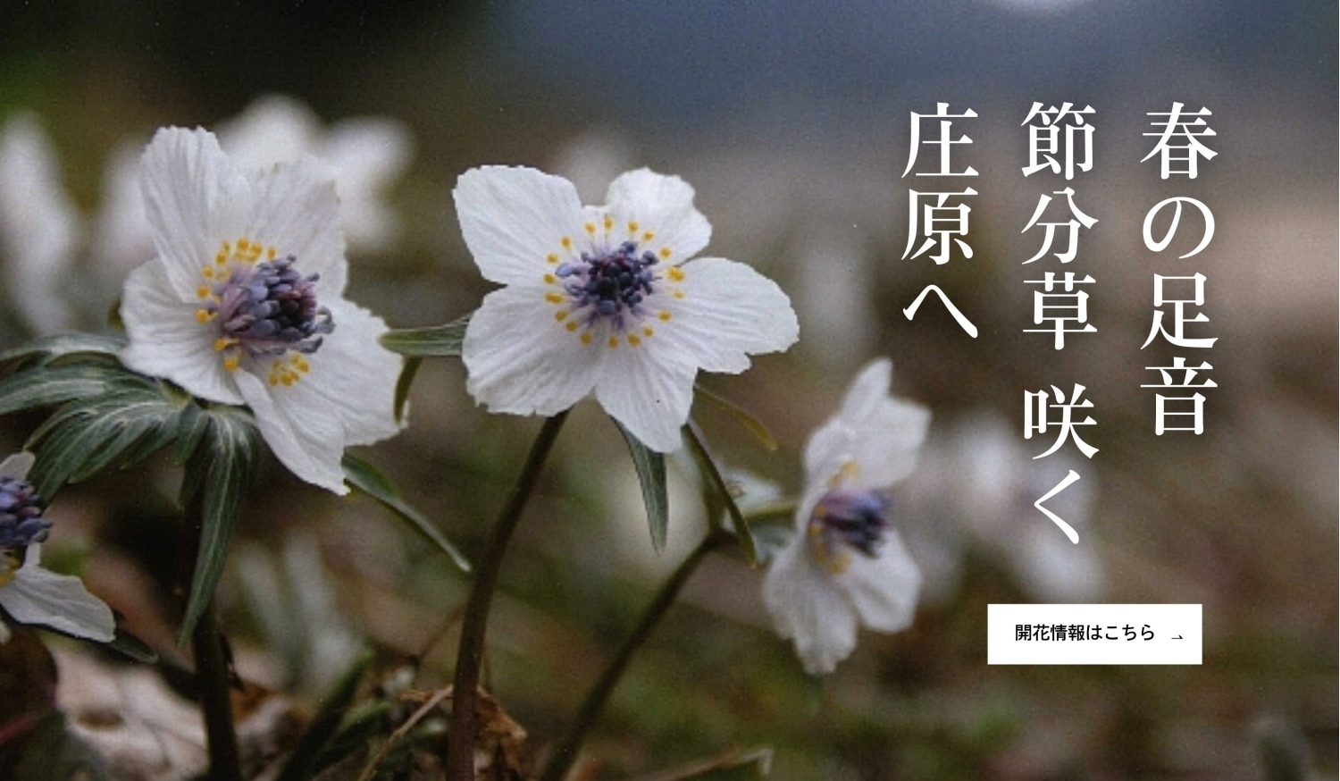 節分草自生地公開