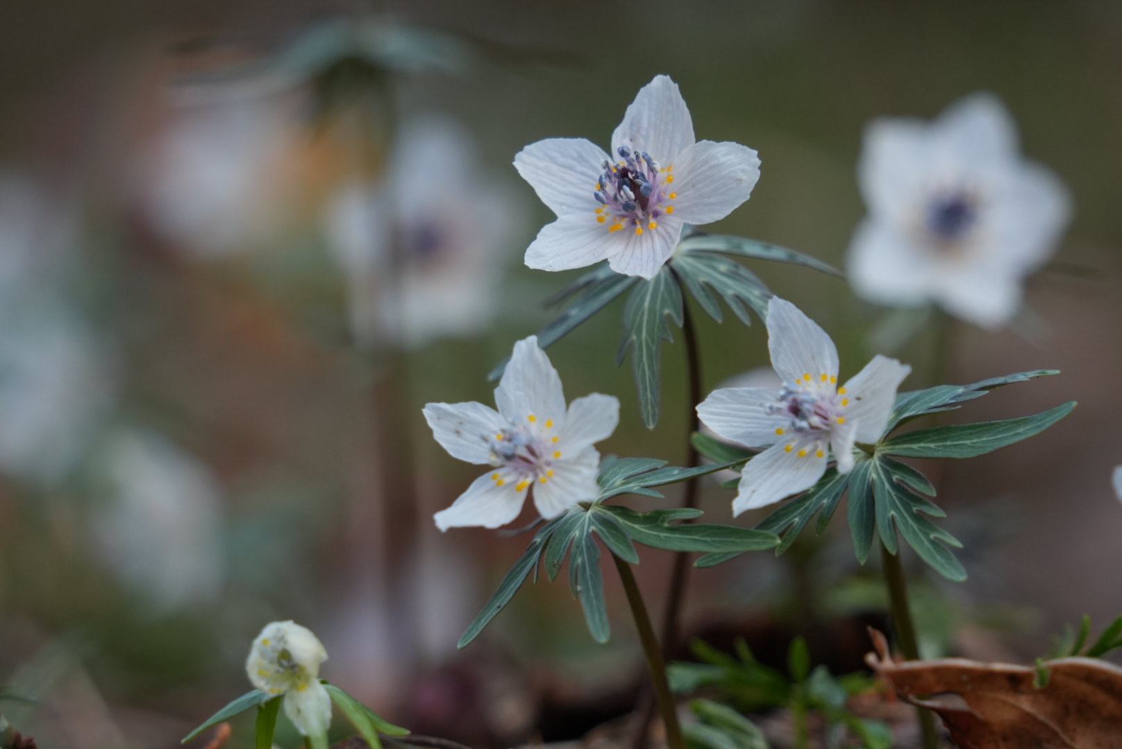 【TV放送のお知らせ】庄原市総領町　春の訪れを告げる小さな花セツブンソウが紹介されました！｜HOME広島ホームテレビ