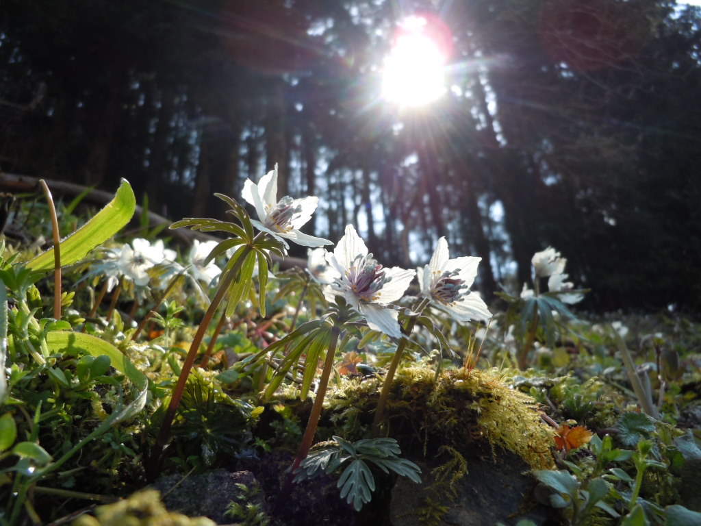 セツブンソウ、6カ所すべてで「満開」になりました！3月8日（日）は「節分草祭」開催｜庄原市総領町