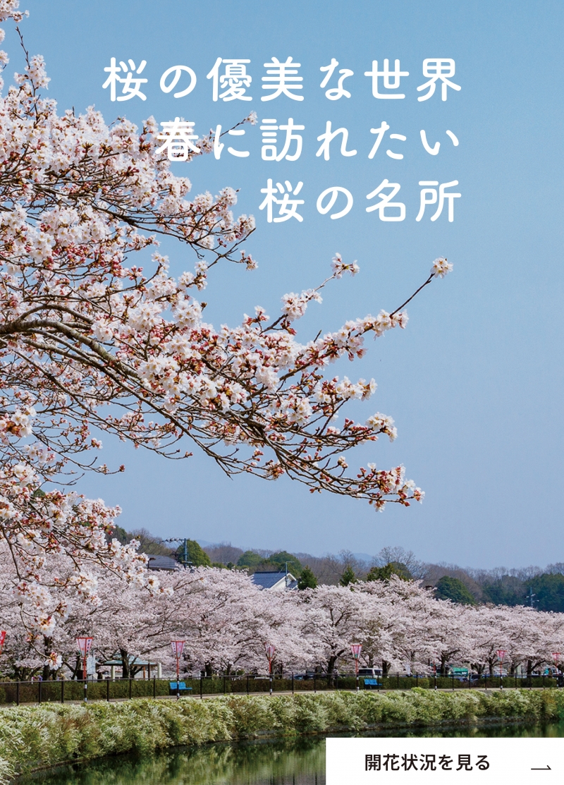 桜情報