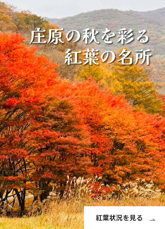 紅葉情報