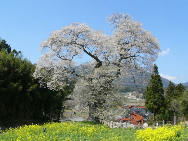 小奴可の要害桜