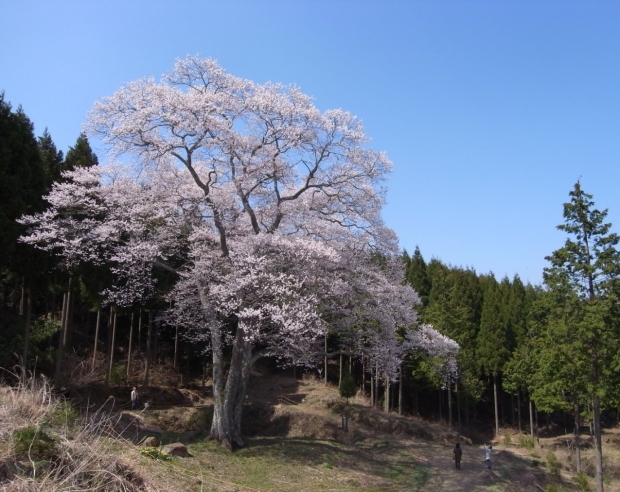 森湯谷のエドヒガン