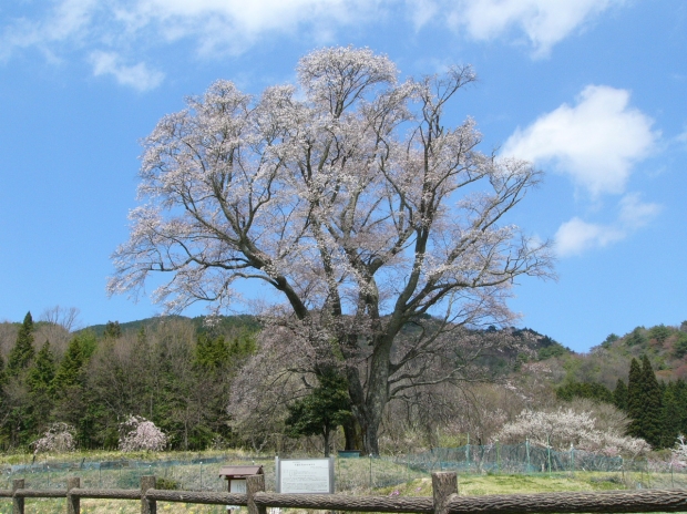 千鳥別尺のヤマザクラ