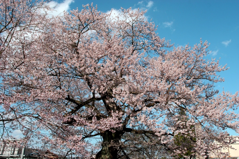 藤木の桜