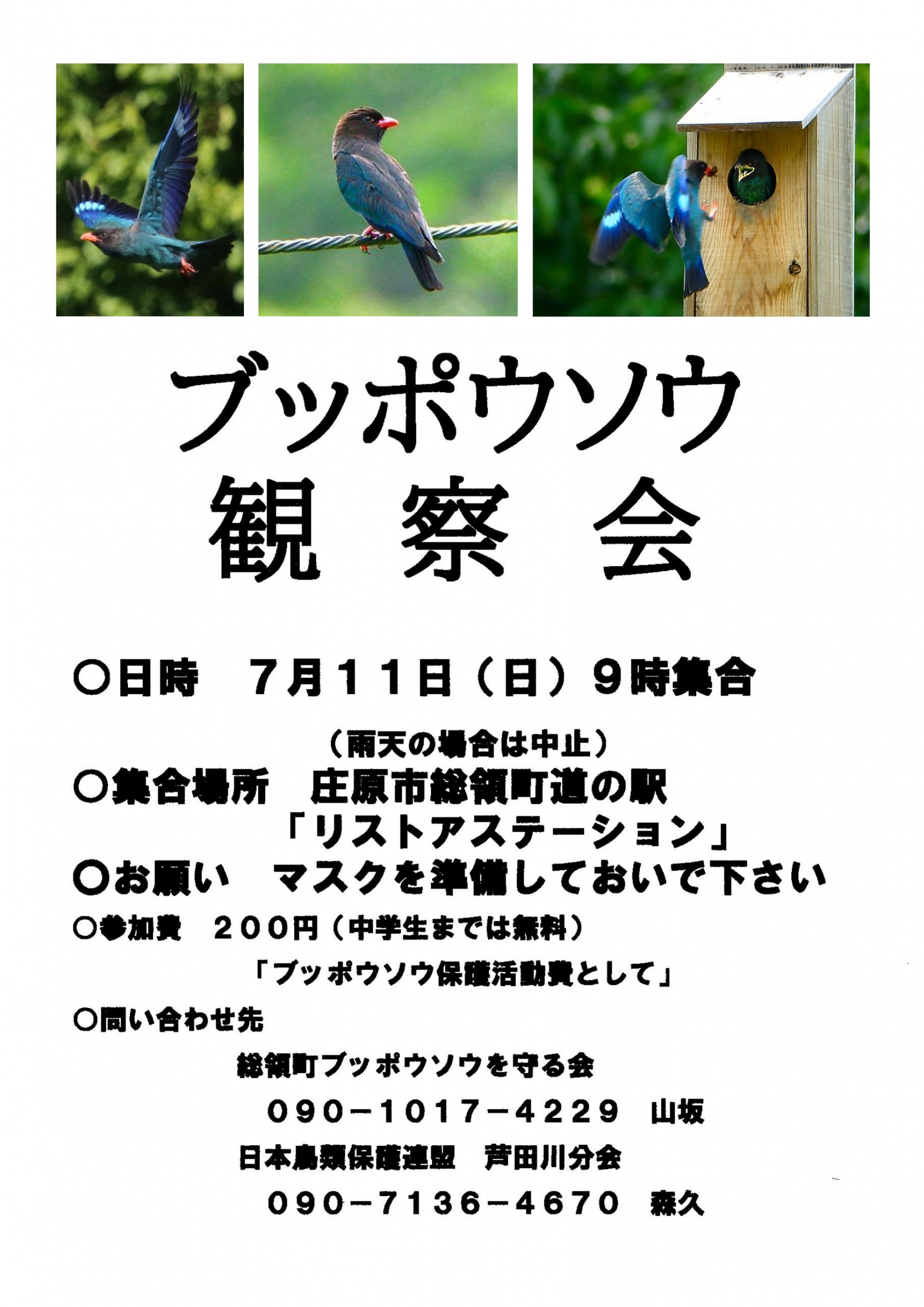 ブッポウソウ観察会