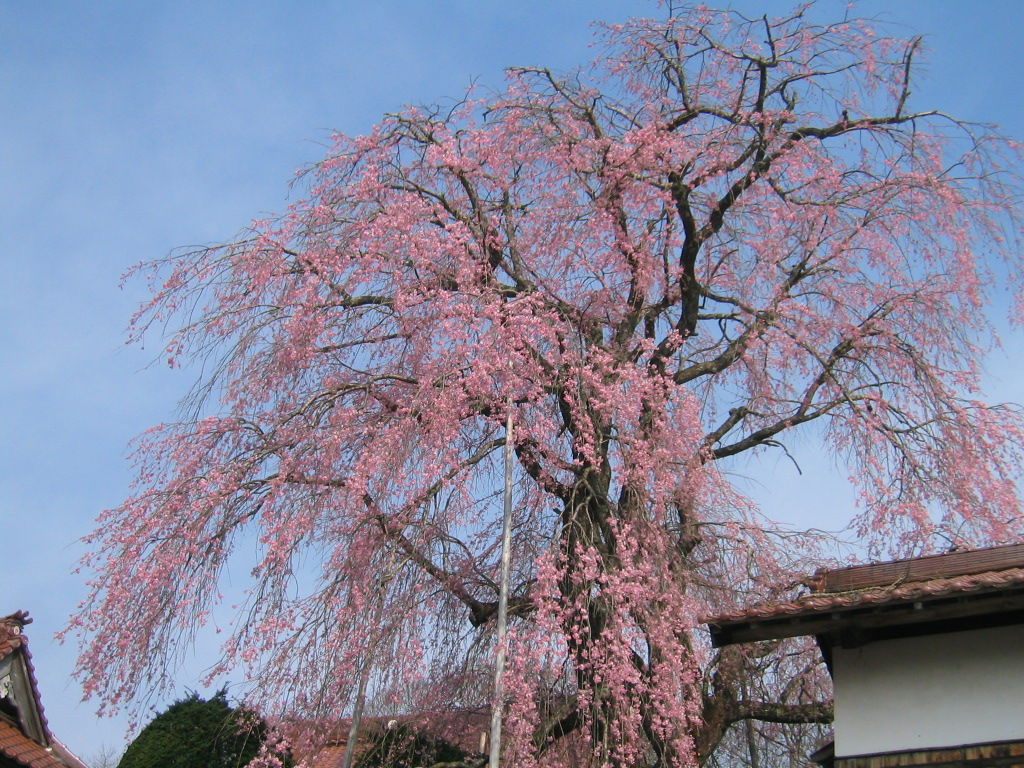 金秀寺のしだれ桜