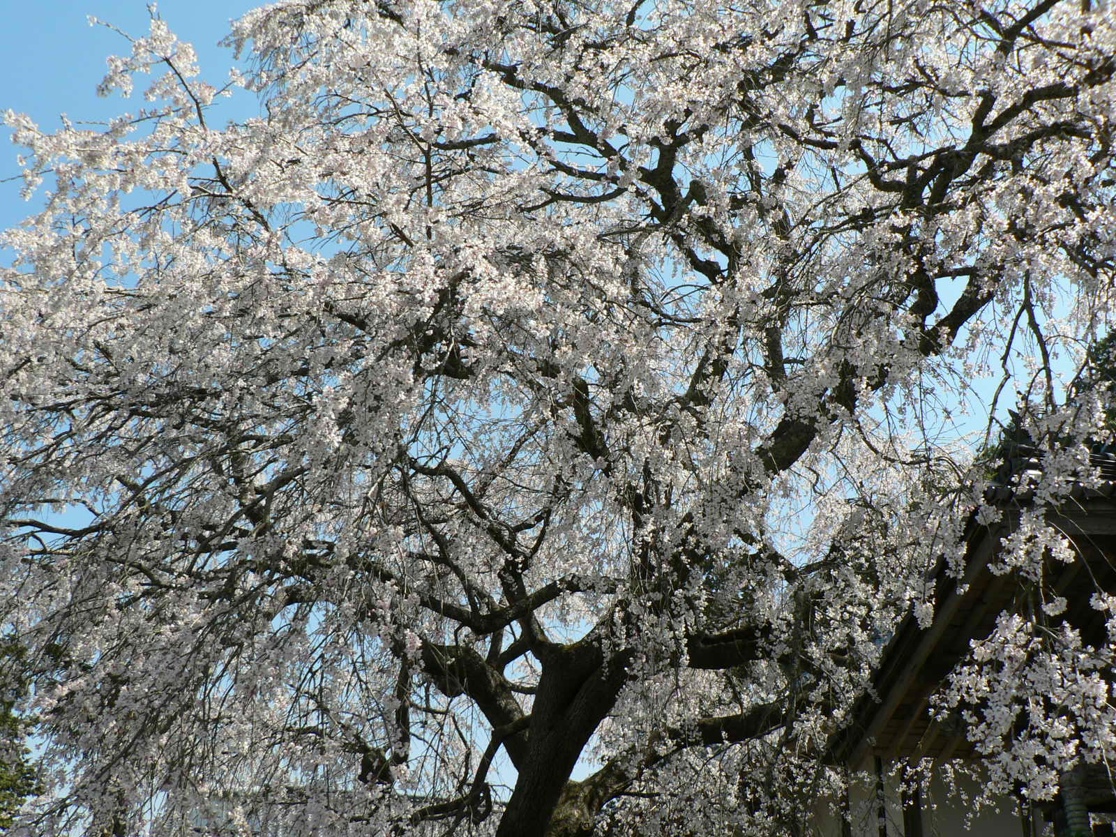 龍福寺の桜