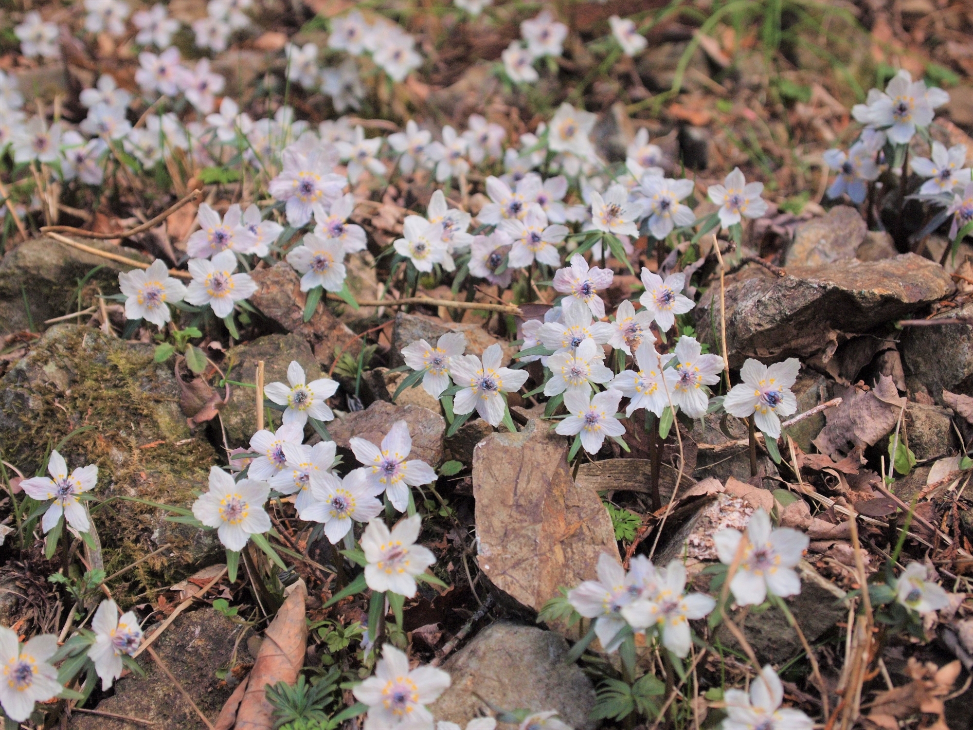 節分草の公開自生地