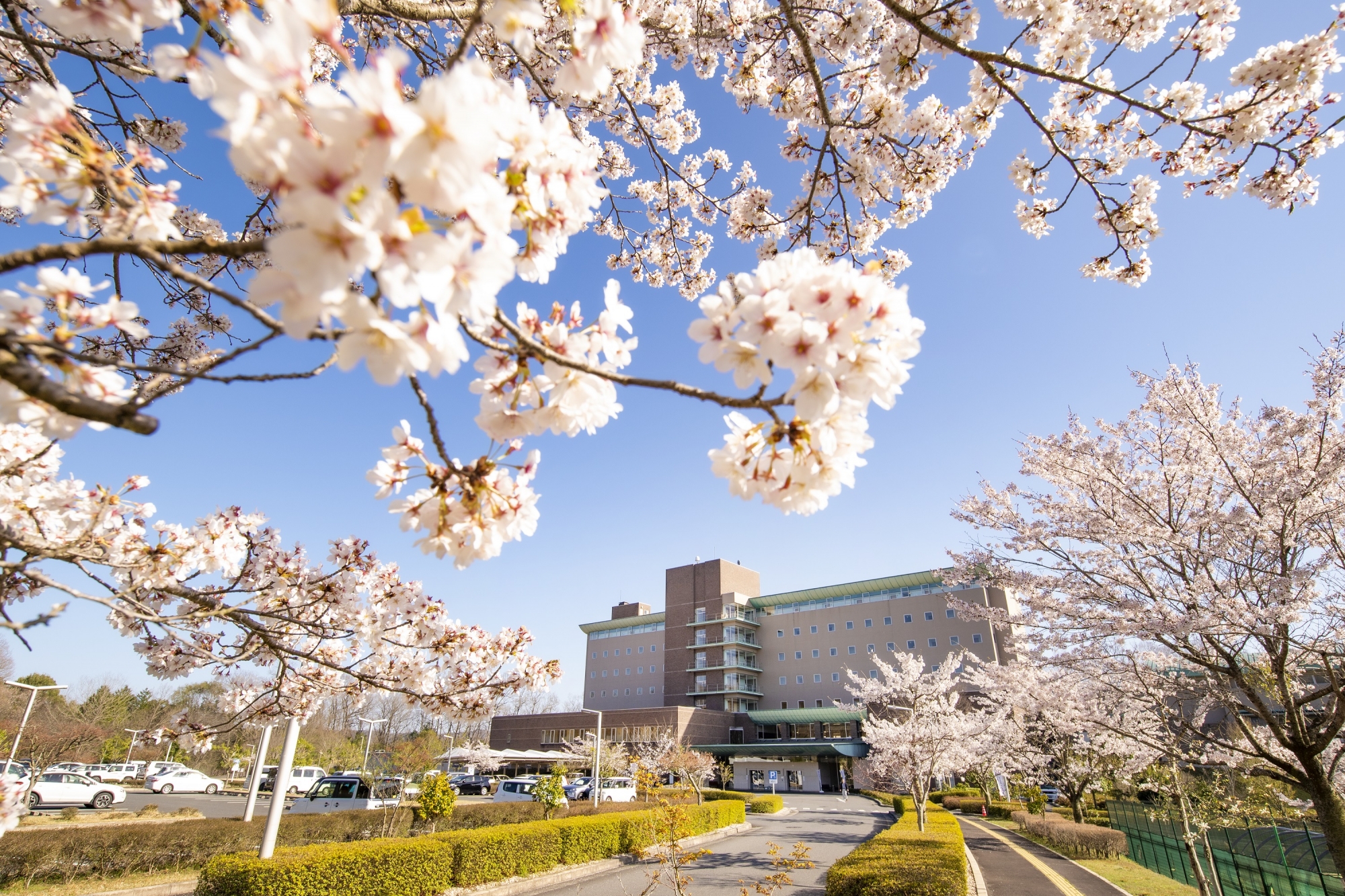 桜花の郷ラ・フォーレ庄原