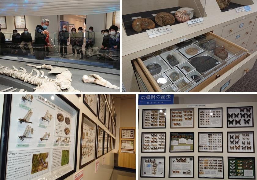 インストラクターによる比和自然科学博物館展示ガイドの実施！（4/29～5/8）