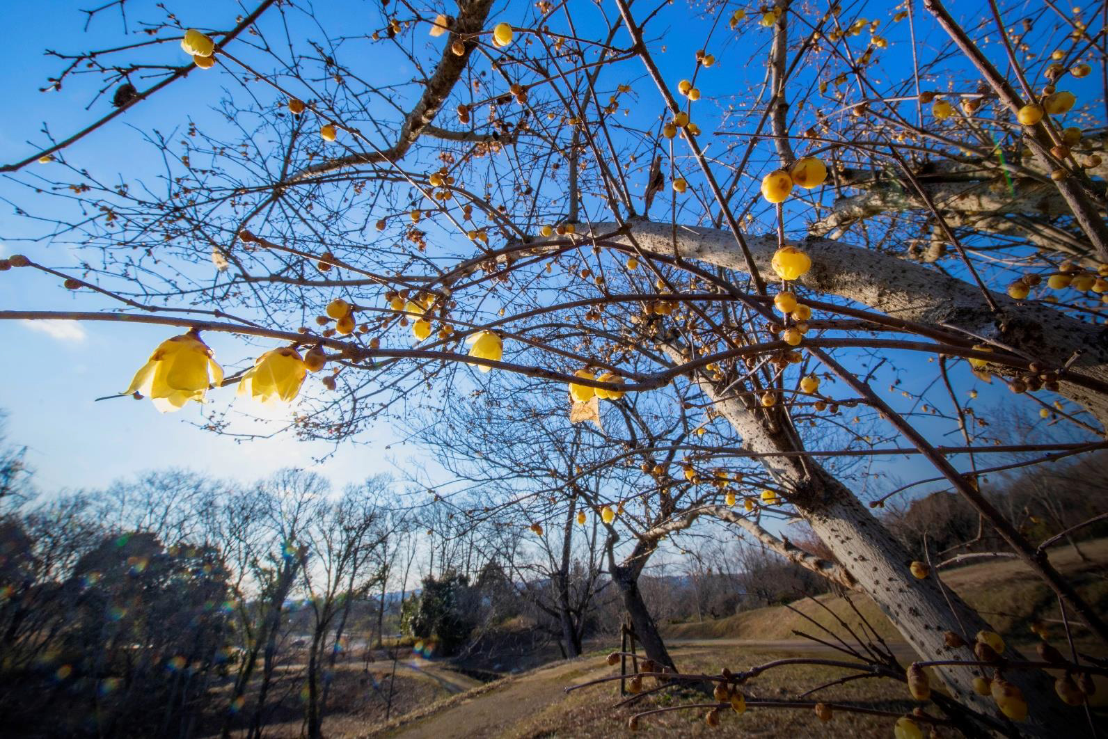 早春の花 開花情報「ロウバイ」が咲き始めました!|国営備北丘陵公園