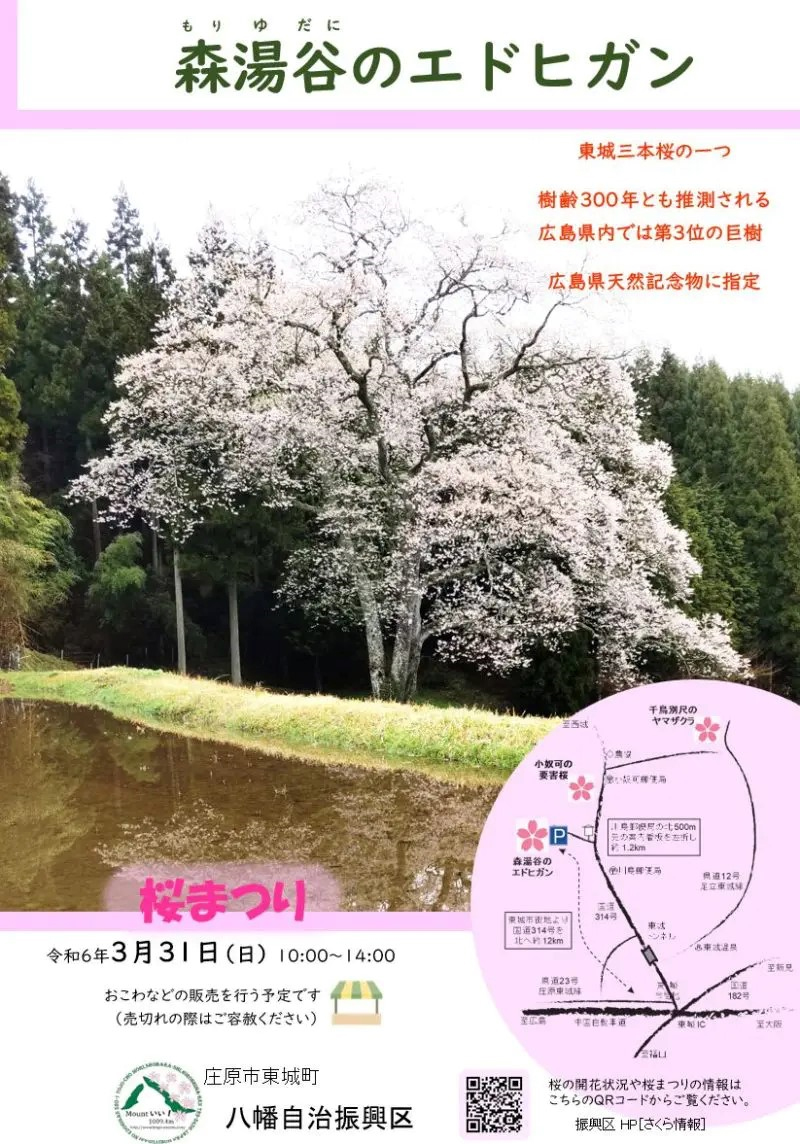 3/31 森湯谷のエドヒガン 桜祭り