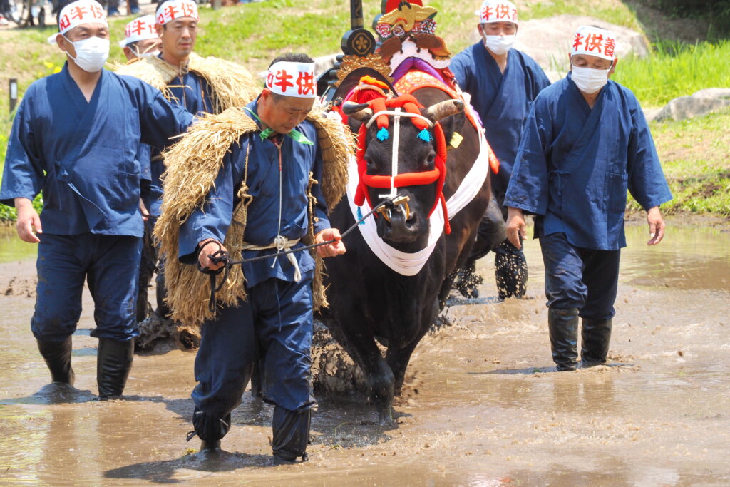 広島県無形民俗文化財 比和牛供養田植