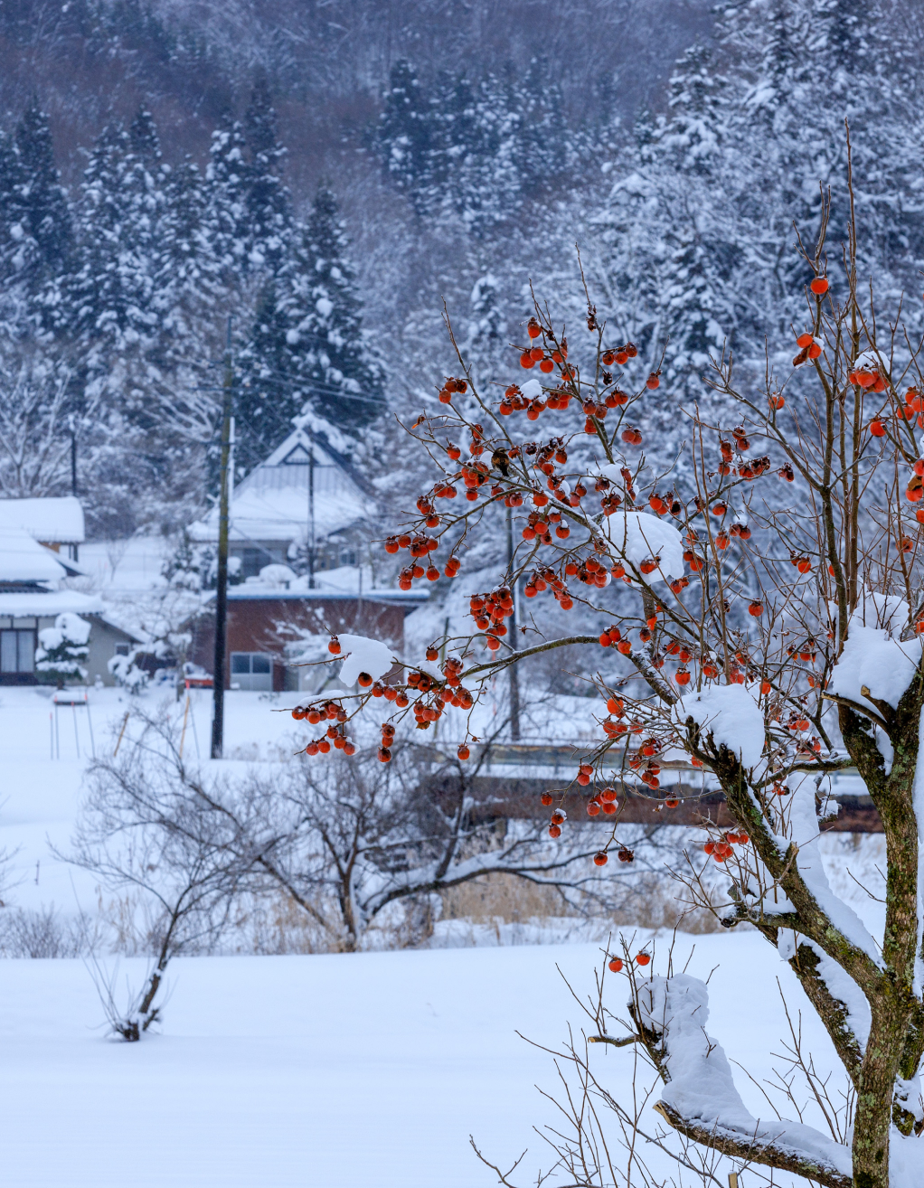 Il y a un “Japon” à Shobara.